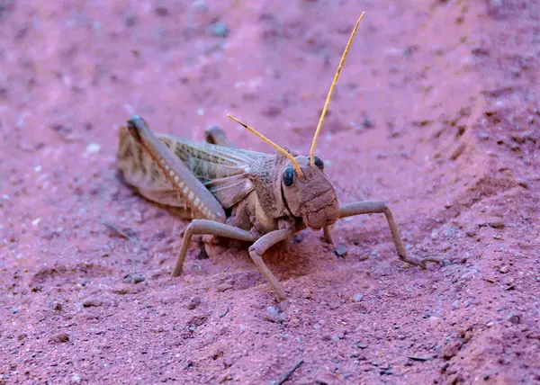 One Locust Standing Ground Talampaya National Park Rioja Province Argentina — Stock Photo, Image