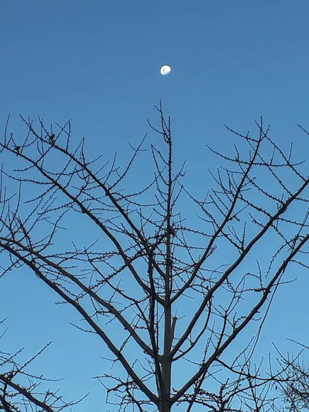 Luna Cima Alla Scena Notte Albero Fotografia Urbana — Foto Stock