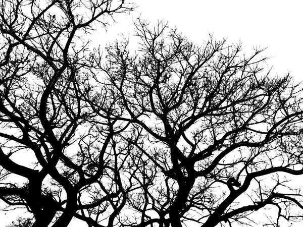 Niski Kąt Ombu Drzewo Grafika Sylwetka Izolowane Białym Zdjęciu — Zdjęcie stockowe