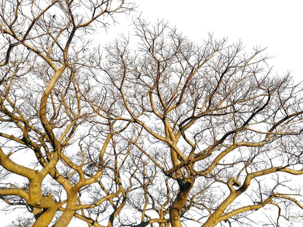 Låg Vinkel Skott Ombu Träd Isolerad Vit Bild — Stockfoto
