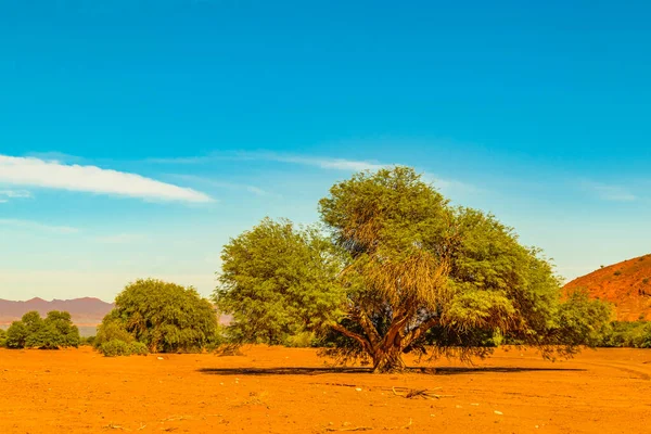 Paisaje Día Parque Nacional Talampaya Provincia Rioja Argentina —  Fotos de Stock