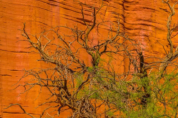 Dag Landskap Scen Talampaya Nationalpark Rioja Provinsen Argentina — Stockfoto