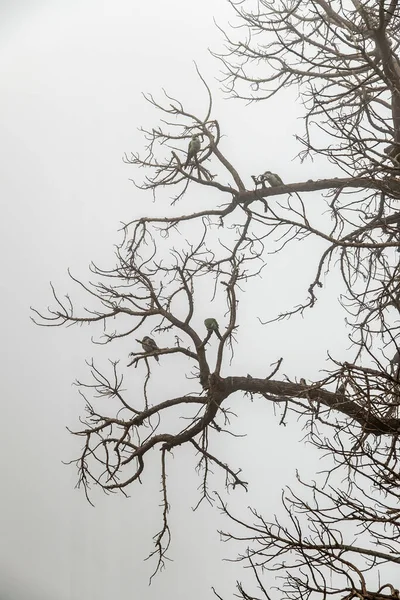 Niederwinkelschuss Vögel Der Spitze Des Baumes Bei Nebligem Himmel Hintergrund — Stockfoto