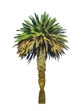 Ön görünüm palmiye ağacı resmi beyaz arkaplanda izole edilmiş