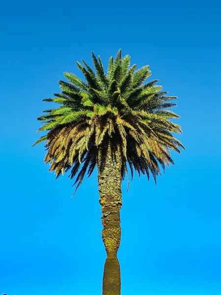 Front View Palm Tree Clean Blue Sky Background — Stock Photo, Image
