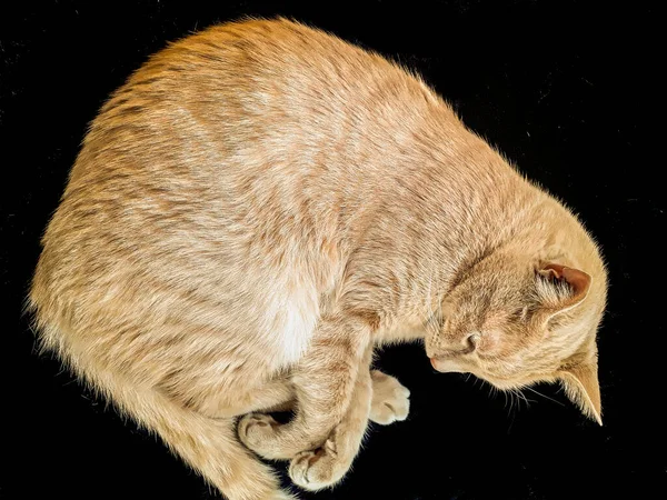 Top View Yellow Cat Sleeping Black Sheet — Stock Photo, Image