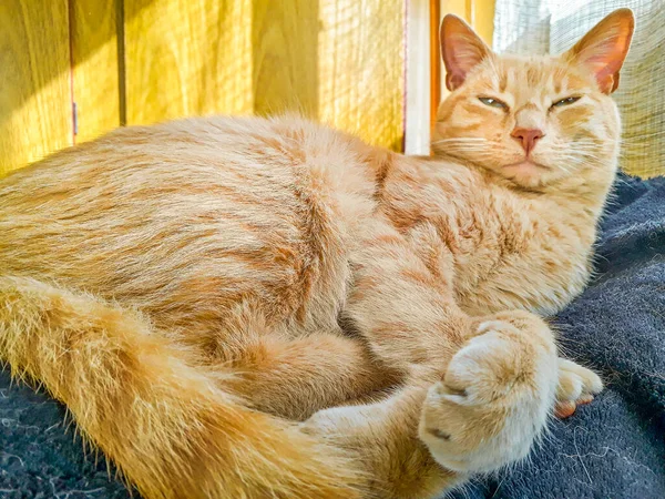 Κίτρινη Γάτα Κάθεται Πάνω Από Κρεβάτι — Φωτογραφία Αρχείου