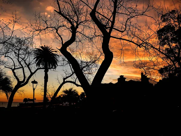 Stedelijk Park Backllight Zonsondergang Silhouet Scene Parque Rodo Park Montevideo — Stockfoto