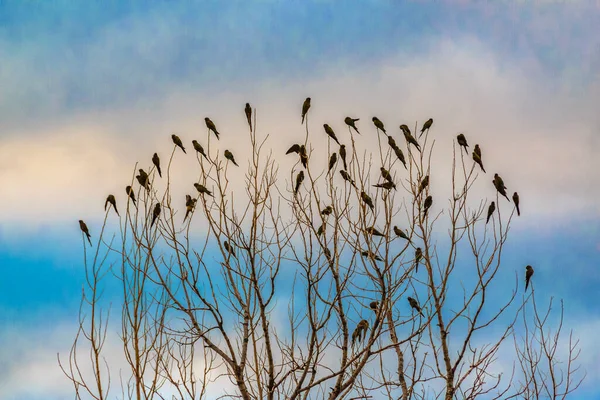 Många Svarta Små Fåglar Över Bladlösa Träd Rioja Argentina — Stockfoto