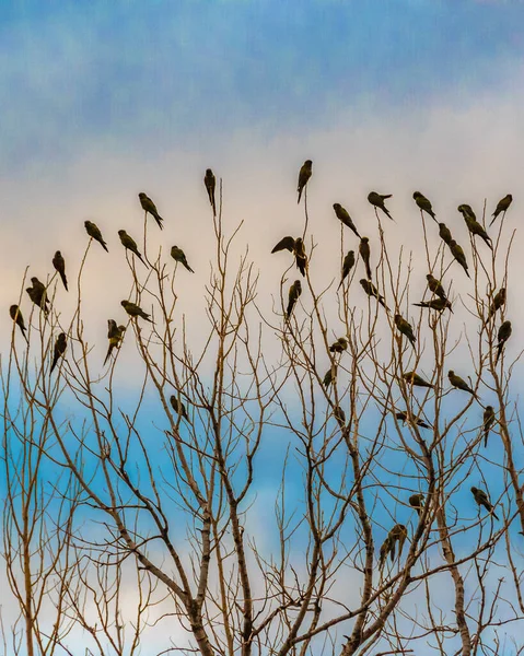 葉のない木の上に多くの黒い小さな鳥 Rioja Argentina — ストック写真
