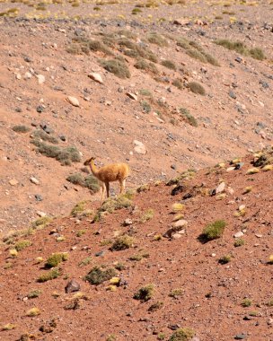 Brava Lagoon 'daki güzel puna ve andean manzarası, la rioja vilayeti, Arjantin