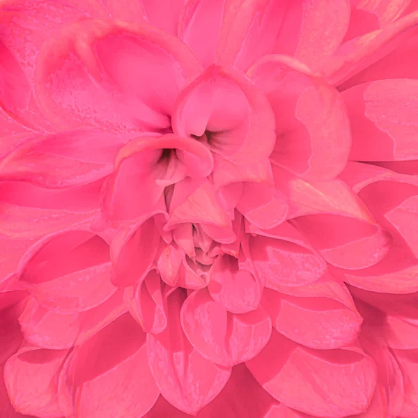 Top View Red Rose Flower Blur Background — Stock Photo, Image