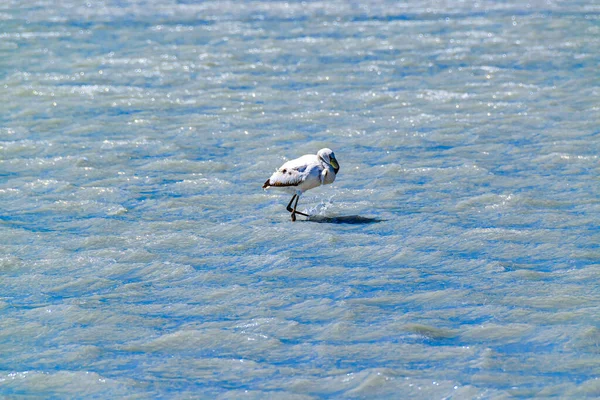 Gölde Güzel Flamingo Avı Brava Lagün Rezervi Rioja Bölgesi Arjantin — Stok fotoğraf