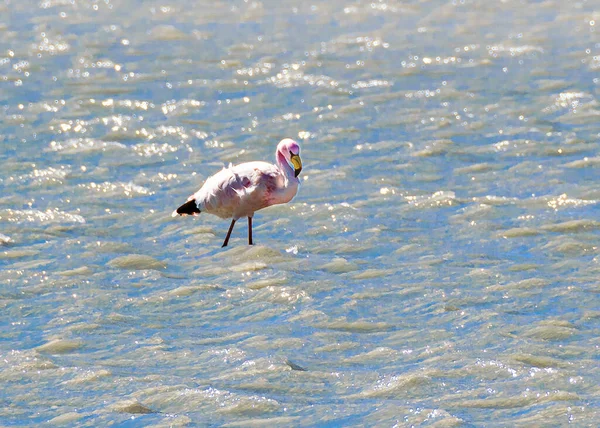 Gölde Güzel Flamingo Avı Brava Lagün Rezervi Rioja Bölgesi Arjantin — Stok fotoğraf