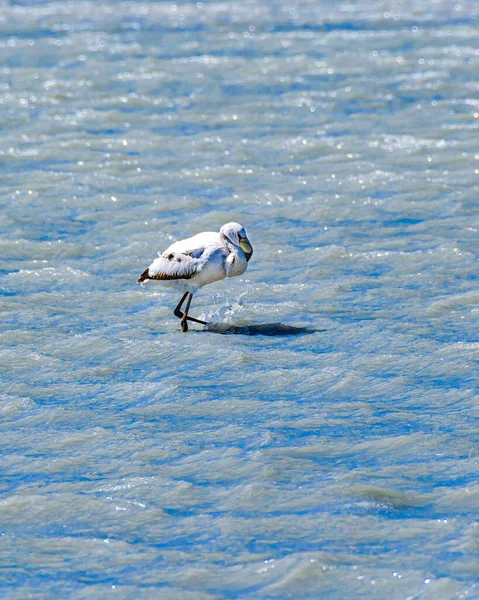 Beautiful Flamingo Hunting Lake Brava Lagoon Reserve Rioja Province Argentina — Stock Photo, Image