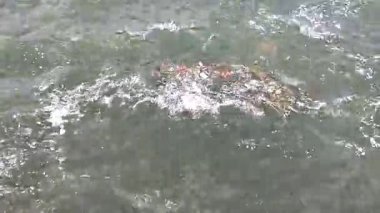 Yüksek açılı okyanus dalgaları, yüzen çöpler ve deniz kirliliği ve çevresel etkiyi gösteren enkazlar..