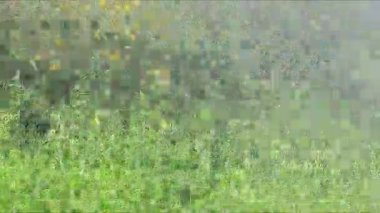 Araba açısından baktığımızda, ekvator And Dağlarının batı yamaçlarında, Guayaquil 'den Cuenca' ya uzanan yol boyunca uzanan gür, nemli bir dağ ormanı.. 