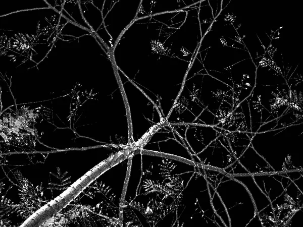 Düşük açılı bir çekim, siyah beyaz renklerin siluetine boş bir arkaplanda çıplak ağaç dallarına bakıyor.