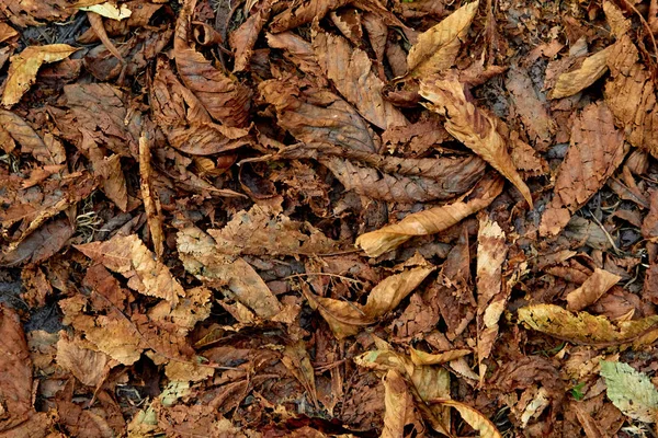 arka planını düşen sonbahar yaprakları