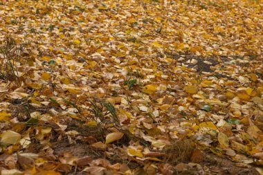 yağmurlu bir akşam Park sarı yaprakları ile kaplı Sonbahar toprak