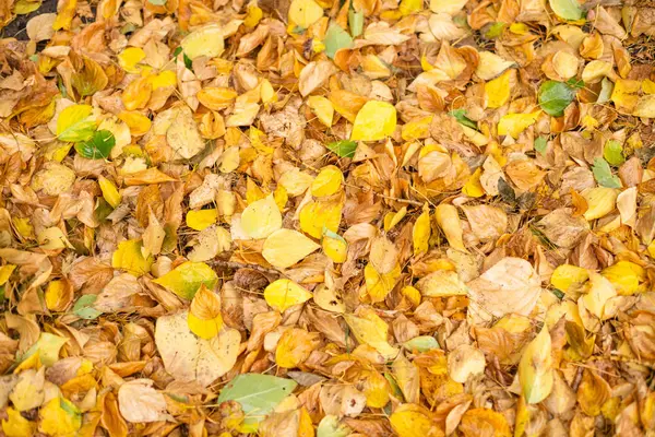 Přistát Podzim Park Deštivý Večer Pokryté Žluté Listy — Stock fotografie