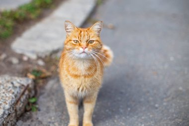 güzel kırmızı kedi sonbahar sabahı kaldırımda beslenmek için bekliyor