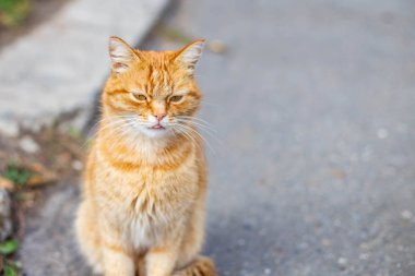 güzel kırmızı kedi sonbahar sabahı kaldırımda beslenmek için bekliyor