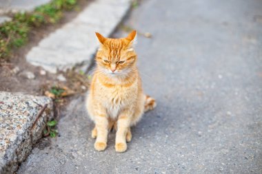 güzel kırmızı kedi sonbahar sabahı kaldırımda beslenmek için bekliyor