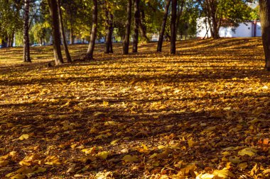 renkli ağaçlar, düşen yapraklar, net bir gün erken Ekim ayında atış ile kaplı ile Sonbahar Park