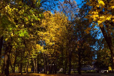 renkli ağaçlar, düşen yapraklar, net bir gün erken Ekim ayında atış ile kaplı ile Sonbahar Park