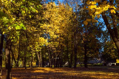 renkli ağaçlar, düşen yapraklar, net bir gün erken Ekim ayında atış ile kaplı ile Sonbahar Park