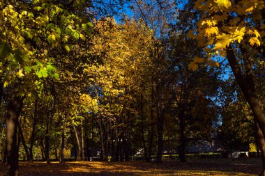 renkli ağaçlar, düşen yapraklar, net bir gün erken Ekim ayında atış ile kaplı ile Sonbahar Park
