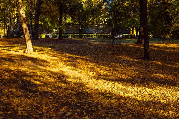 Осінній Парк Різнокольоровими Деревами Покритими Опалим Листям Знятий Ясний День — стокове фото