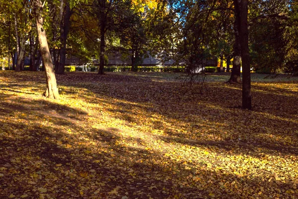 Jesienny Park Kolorowe Drzewa Pokryte Opadłych Liści Strzał Pogodne Dni — Zdjęcie stockowe