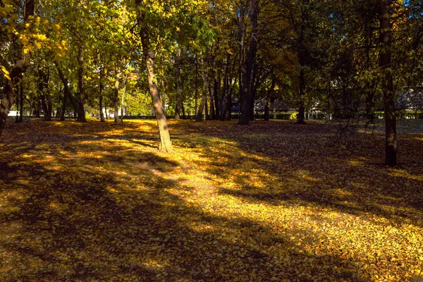 Осенний Парк Красочными Деревьями Покрытыми Опавшими Листьями Снятый Ясный День — стоковое фото
