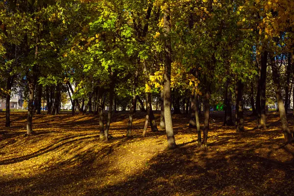 カラフルな木の落ち葉 月上旬の晴れた日のショットで覆われている秋公園 — ストック写真