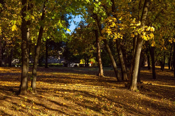 renkli ağaçlar, düşen yapraklar, net bir gün erken Ekim ayında atış ile kaplı ile Sonbahar Park