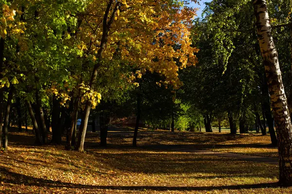 Outono Parque Com Árvores Coloridas Coberto Com Folhas Caídas Tiro — Fotografia de Stock
