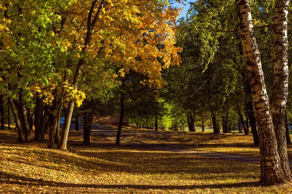 Jesienny Park Kolorowe Drzewa Pokryte Opadłych Liści Strzał Pogodne Dni — Zdjęcie stockowe