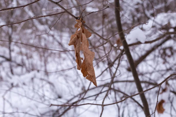 Folha Seca Uma Árvore Contra Floresta Coberta Neve — Fotografia de Stock