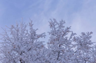 Cheboksary Rusya 2018 Aralık gününde çekilen karla kaplı ağaçlar