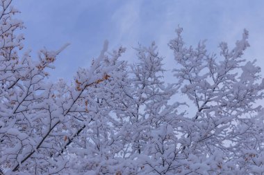 Cheboksary Rusya 2018 Aralık gününde çekilen karla kaplı ağaçlar