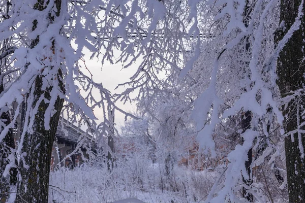 Árboles Cubiertos Nieve Disparados Cheboksary Rusia Día Diciembre 2018 —  Fotos de Stock
