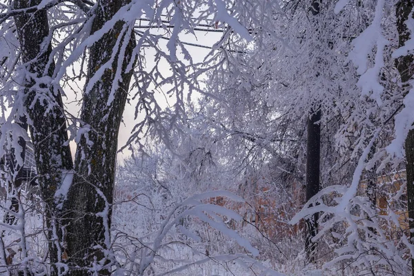 Árboles Cubiertos Nieve Disparados Cheboksary Rusia Día Diciembre 2018 —  Fotos de Stock