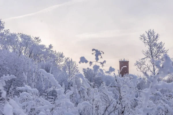 雪に覆われた木と冬の空の背景に古い水タワー — ストック写真