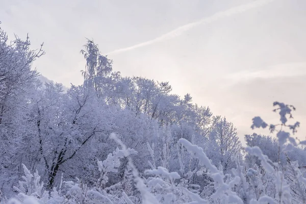 Arbres Enneigés Abattus Cheboksary Russie Décembre 2018 — Photo