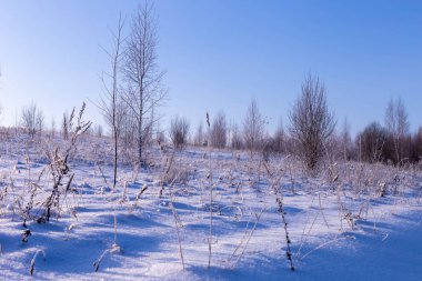 Kışın güneşli bir gün. Alan ve Rusya'da Çuvaşistan ağaçlarda.