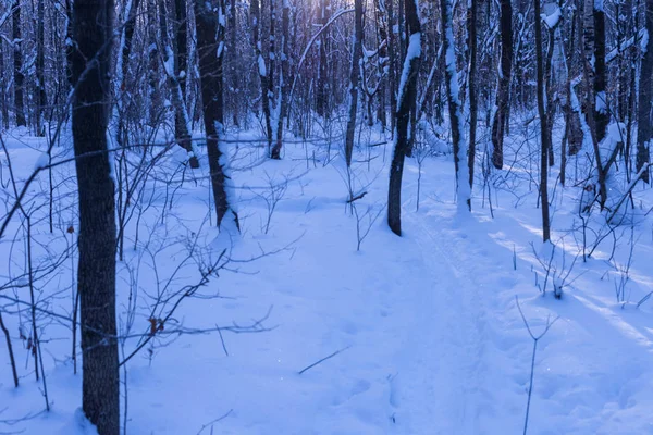 Winter Forest Tsjoevasjië Rusland Geschoten Een Zonnige Dag — Stockfoto