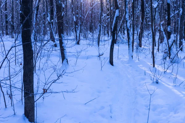 Winter Forest Tsjoevasjië Rusland Geschoten Een Zonnige Dag — Stockfoto