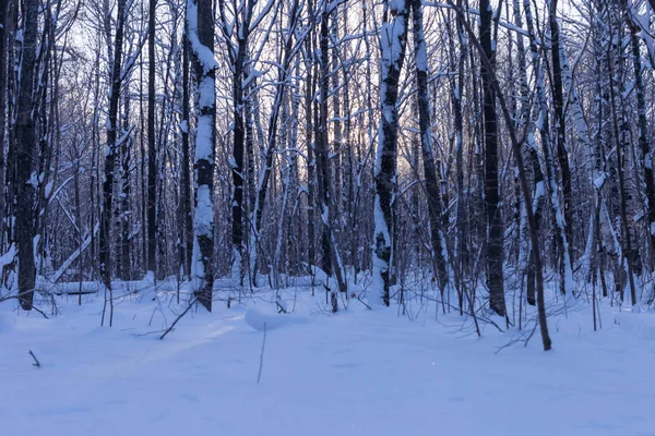Χειμώνας Δάσος Τσουβασία Στη Ρωσία Γυρίστηκε Μια Ηλιόλουστη Ημέρα — Φωτογραφία Αρχείου